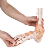 Foot Joint - Life Size with Ligaments Model