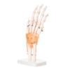 Hand Joint - Life Size Model with Ligaments