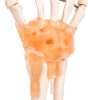 Hand Joint - Life Size Model with Ligaments