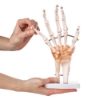 Hand Joint - Life Size Model with Ligaments
