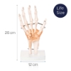 Hand Joint - Life Size Model with Ligaments