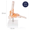 Foot Joint - Life Size with Ligaments Model