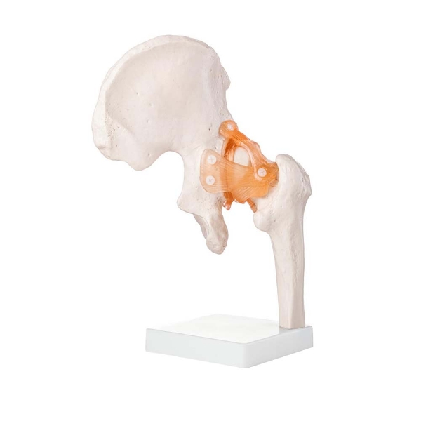 Hip Joint - Life Size Model