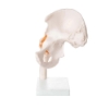 Hip Joint - Life Size Model