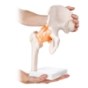 Hip Joint - Life Size Model