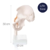 Hip Joint - Life Size Model