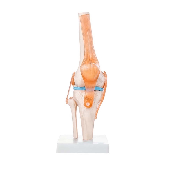 Knee Model - Life Size Knee Joint