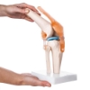 Knee Model - Life Size Knee Joint