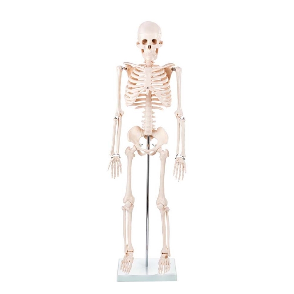 Skeleton - 85cm Tall