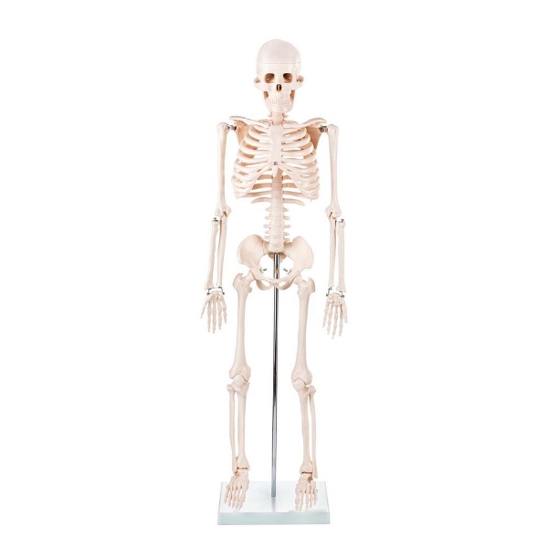 Skeleton - 85cm Tall