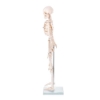 Skeleton - 85cm Tall