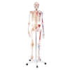 Skeleton - with Muscles and Ligaments 180cm Tall