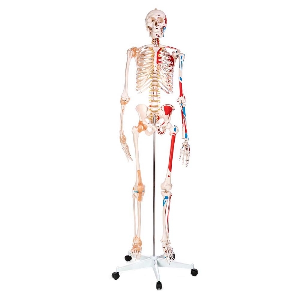 Skeleton - with Muscles and Ligaments 180cm Tall