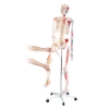 Skeleton - with Muscles and Ligaments 180cm Tall