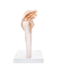 Shoulder Joint - Life Size