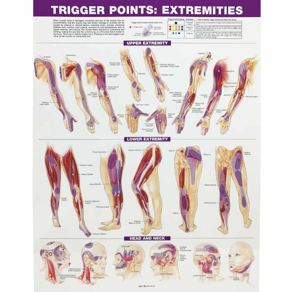 Trigger Points Extremities 