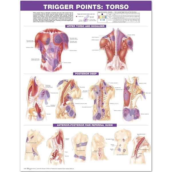 Trigger Points Torso 594mm x 420mm